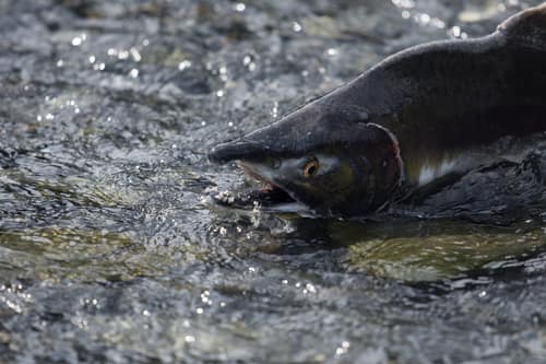 Pink Salmon reference