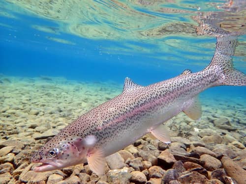 Steelhead reference