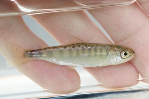 Chinook Salmon reference