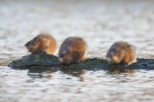 Muskrat reference