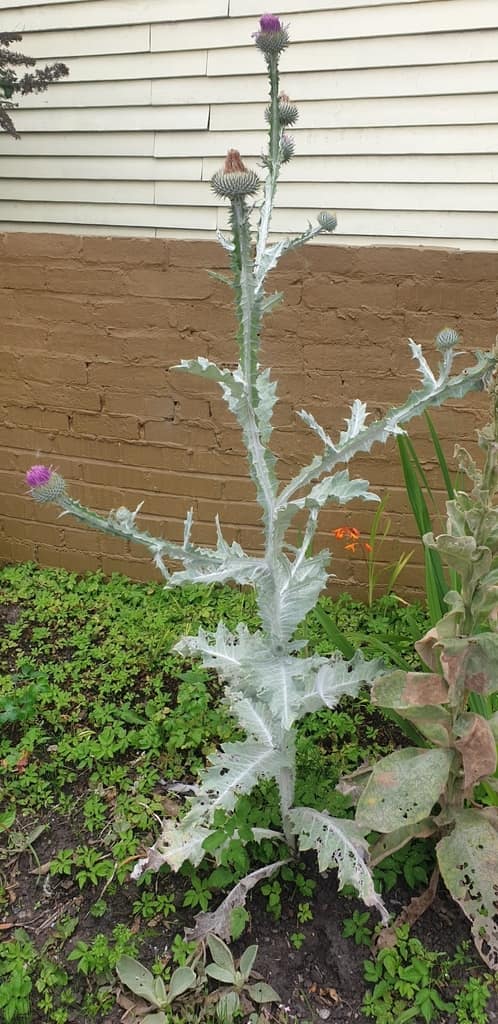 Cotton Thistle reference