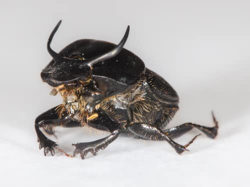 Bull Dung Beetle reference