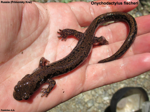 Long-Tailed Clawed Salamander reference