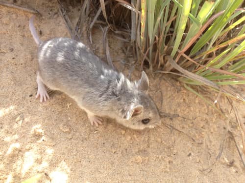 Northern Grasshopper Mouse reference