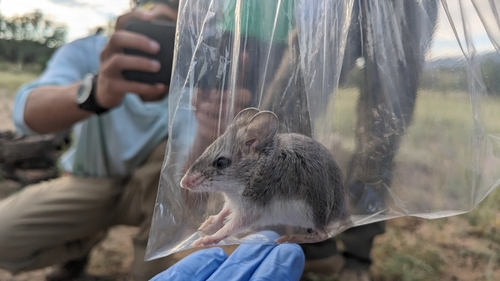 Southern Grasshopper Mouse reference