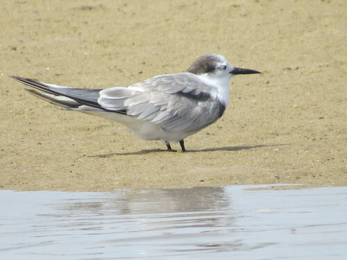 Aleutian Tern reference