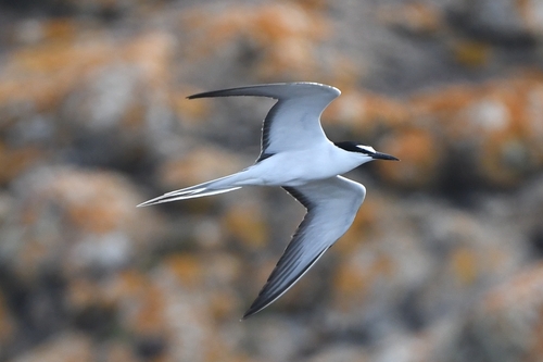 Bridled Tern reference