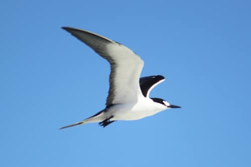 Sooty Tern reference