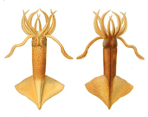 Clubhook Squid reference