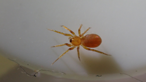 Six-eyed Goblin Spider reference