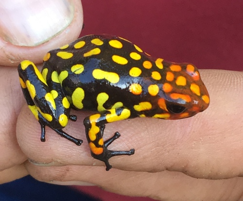 Anchicayá Poison Frog reference