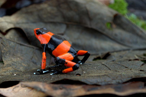 Lehmann's Poison Frog reference