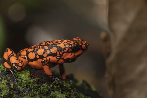 Solano Poison Frog reference