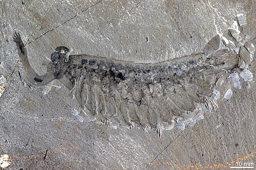 Opabinia reference
