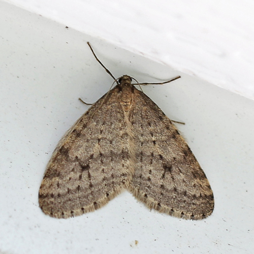 Bruce Spanworm Moth reference