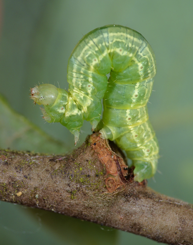 Winter Moth reference