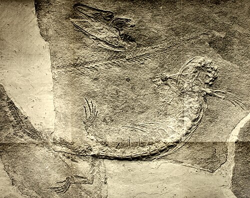 Bucchich's Aigialosaur reference