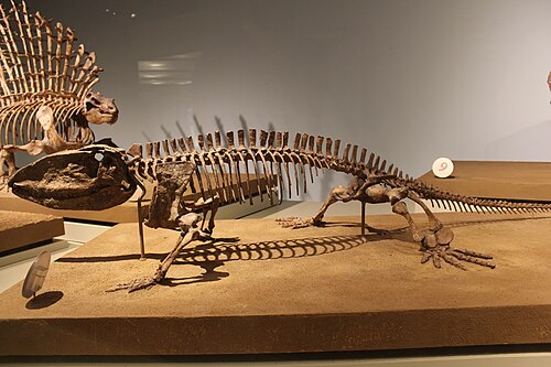 Ophiacodon reference