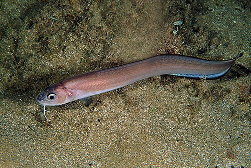 Snake Blenny reference
