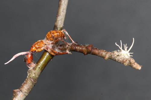 Zombie Ant Fungus reference