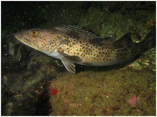 Lingcod reference
