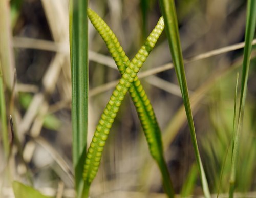 Common Adder's-tongue reference