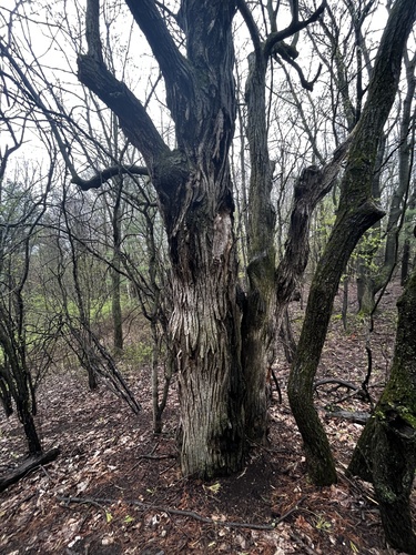 Butternut Canker Fungus reference