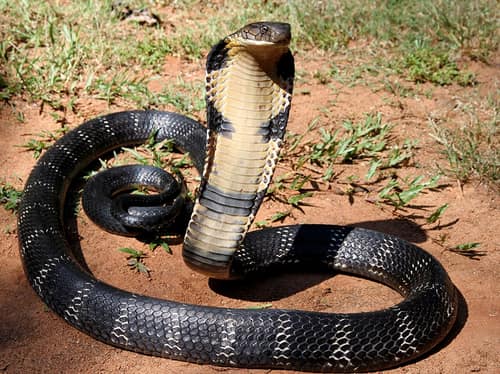 King Cobra reference