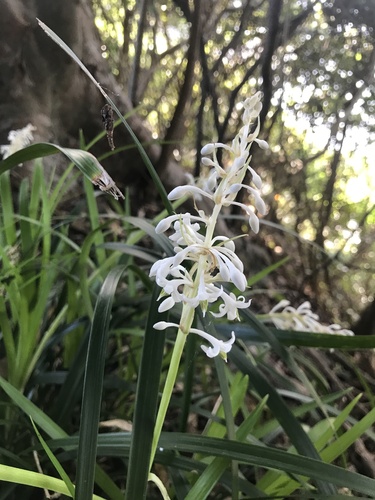 Giant Lilyturf reference