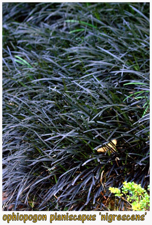 Black Mondo Grass reference