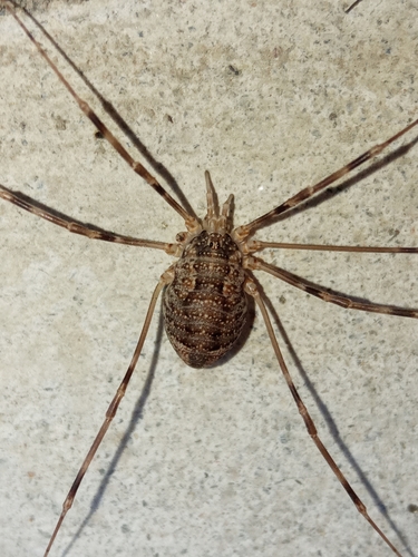 Rila Harvestman reference