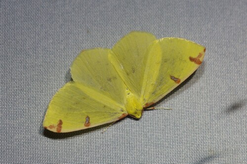Brimstone Moth reference