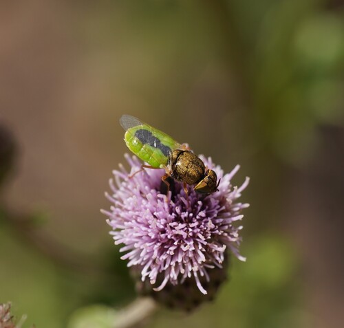 Green Soldier Fly reference
