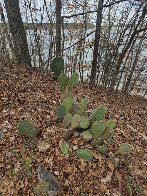 Engelmann's Prickly Pear reference