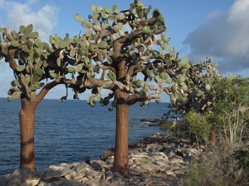 Galápagos Prickly Pear reference