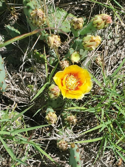 Eastern Pricklypear reference