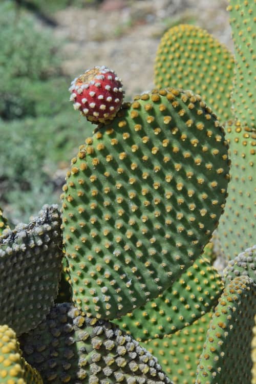 Bunny Ears Cactus reference