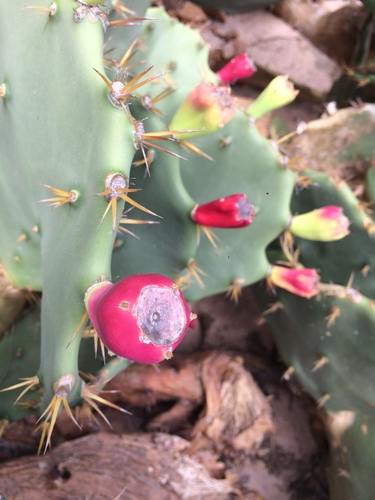 Coastal Prickly Pear reference