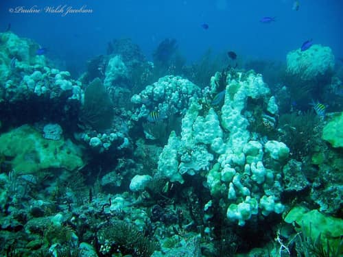 Lobed Star Coral reference