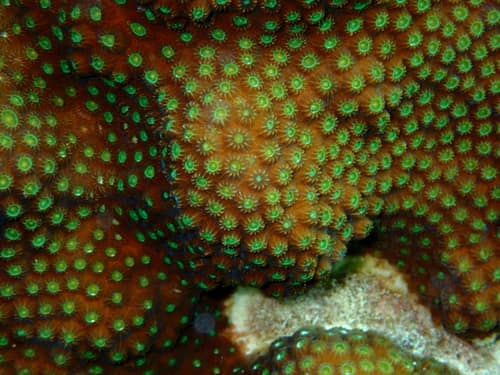 Mountainous Star Coral reference