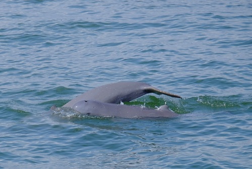Irrawaddy Dolphin reference