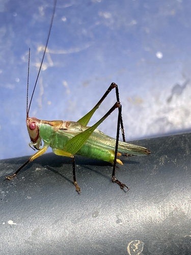 Black-legged Meadow Katydid reference