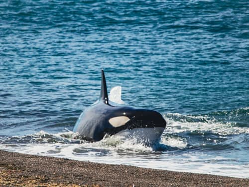 Killer Whale reference