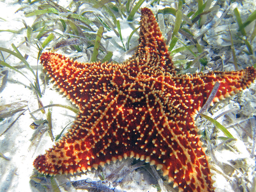 Cushion Sea Star reference