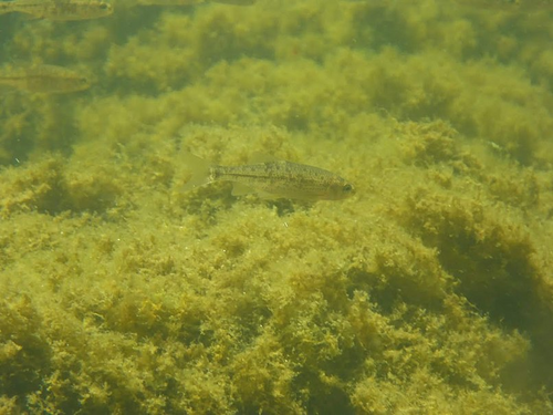 Umpqua Chub reference