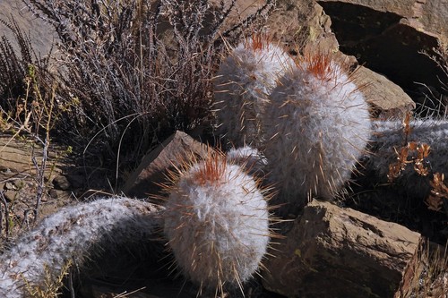 Old Man of Peru reference