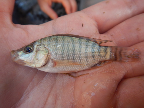 Blue Tilapia reference