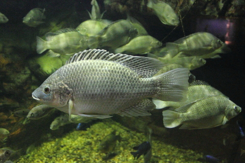 Mozambique Tilapia reference