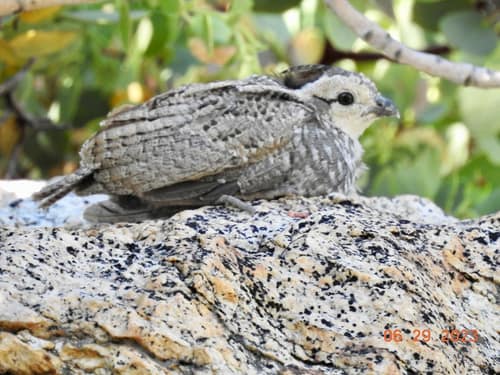 Mountain Quail reference