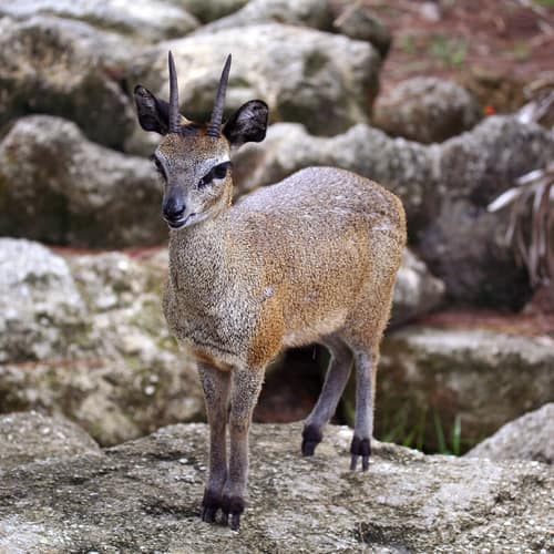 Klipspringer reference